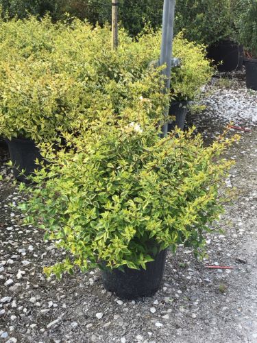 Abelia grandiflora kaleidoscope. 10 litres.