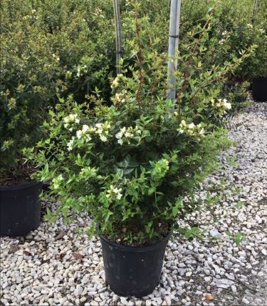 Abelia grandiflora compacta. 10 litres.