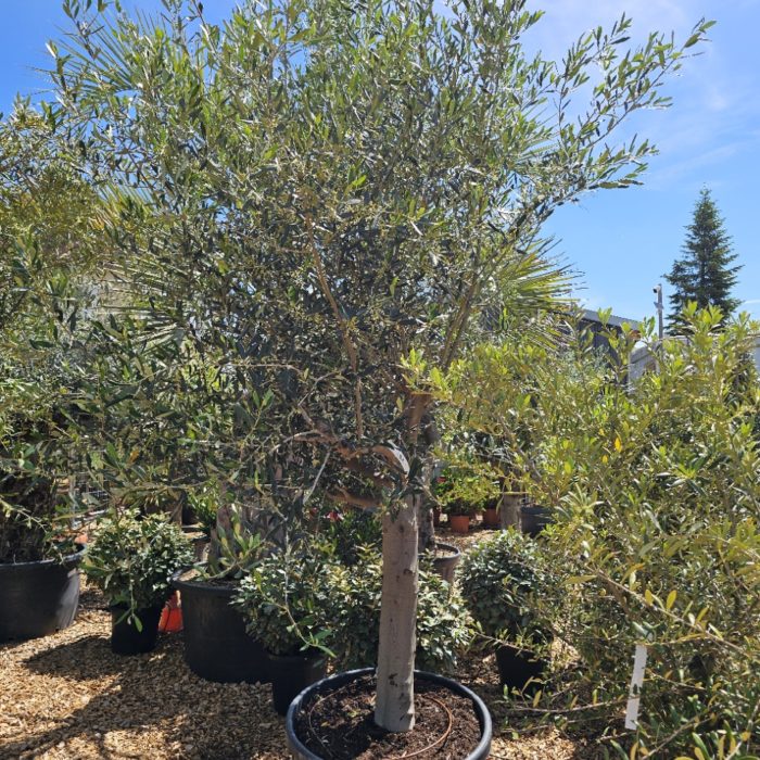 Black Friday! Olivier numéro 123