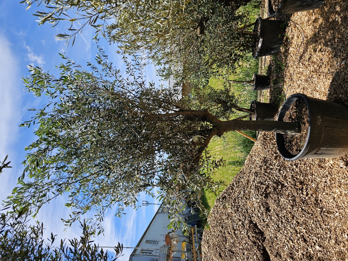 Black Friday! Olivier numéro 144